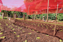 Com um uma propriedade de seis hectares em Janiópolis, na região Centro-Oeste do Paraná, os produtores rurais Valdirene e Mário Mataran, que trabalharam com bovinocultura de leite e olericultura, tinham dificuldade em aumentar a renda