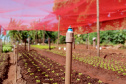 Com um uma propriedade de seis hectares em Janiópolis, na região Centro-Oeste do Paraná, os produtores rurais Valdirene e Mário Mataran, que trabalharam com bovinocultura de leite e olericultura, tinham dificuldade em aumentar a renda