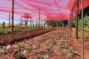 Com um uma propriedade de seis hectares em Janiópolis, na região Centro-Oeste do Paraná, os produtores rurais Valdirene e Mário Mataran, que trabalharam com bovinocultura de leite e olericultura, tinham dificuldade em aumentar a renda