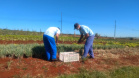 Parceria garante doação de pães e kits de hortaliças em Cascavel. Foto: Depen