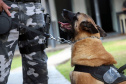 Lótus, Kira e Loba viveram uma grande história na Companhia de Operações com Cães (COC) do Batalhão de Operações Especiais (BOPE) ao longo de quase 9 anos de atividade