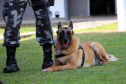 Lótus, Kira e Loba viveram uma grande história na Companhia de Operações com Cães (COC) do Batalhão de Operações Especiais (BOPE) ao longo de quase 9 anos de atividade