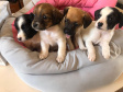 Com o objetivo de ajudar a área de proteção animal, também prejudicada pela pandemia da Covid-19, o Governo do Estado e entidades vão realizar em 23 de maio, a partir das 19 horas, o Leilão Pró-animal. Todo o recurso angariado será destinado à compra de ração para entidades de proteção animal. Os itens leiloados estarão disponíveis no site http://www.hkleiloes.com.br.Foto: ONG Amiigo Animal. - Curitiba