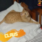 Foto: ONG Amiigo Animal. - Curitiba