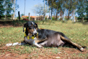 Foto: ONG Bicho Bom - Terra Rica