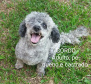Foto: ONG Corbélia Proteção Animal