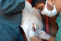 A Agência de Defesa Agropecuária do Paraná (Adapar) iniciou nesta segunda-feira (18) o inquérito soro-epidemiológico do rebanho bovino do Estado. Serão coletadas amostras do sangue de quase 10 mil animais em 330 propriedades rurais. Foto: Adapar