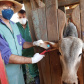 Adapar inicia inquérito epidemiológico da febre aftosa. Foto:Adapar