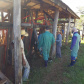 Adapar inicia inquérito epidemiológico da febre aftosa. Foto:Adapar