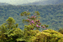 Paraná tem novo mapeamento de cobertura vegetal
.Foto:Denis Ferreira Netto/SEDEST