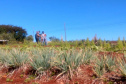 Horta da PIC ganha conceito de reaproveitamento e sustentabilidade. Foto:Depen