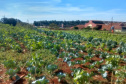 Horta da PIC ganha conceito de reaproveitamento e sustentabilidade. Foto:Depen