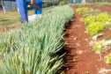 Horta da PIC ganha conceito de reaproveitamento e sustentabilidade. Foto:Depen