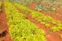 Horta da PIC ganha conceito de reaproveitamento e sustentabilidade. Foto:Depen