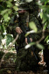 BPFron completa oito anos de atuação com mais de 66 toneladas de drogas apreendidas. Foto:SESP