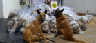 BPFron completa oito anos de atuação com mais de 66 toneladas de drogas apreendidas. Foto:SESP