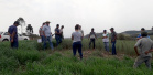 IDR-Paraná incentiva cultivo de pastagens de inverno. Foto;SEAB