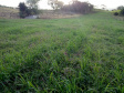 IDR-Paraná incentiva cultivo de pastagens de inverno. Foto;SEAB