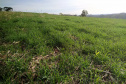 IDR-Paraná incentiva cultivo de pastagens de inverno. Foto;SEAB