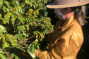 Mulheres do Oeste do Paraná se unem para produzir café especial. Foto:SEAB