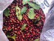 Mulheres do Oeste do Paraná se unem para produzir café especial. Foto:SEAB