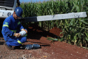 Paraná Trifásico abre espaço para agropecuária crescer mais