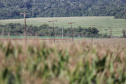 Paraná Trifásico abre espaço para agropecuária crescer mais