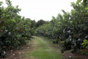 Fruticultura ganha força com apoio do Governo do Estado.Plantação de goiaba. Foto:Jaelson Lucas / AEN