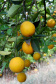 Fruticultura ganha força com apoio do Governo do Estado. Plantação de laranjas.. Foto:Jaelson Lucas / AEN