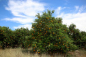 Fruticultura ganha força com apoio do Governo do Estado. Plantação de laranjas.. Foto:Jaelson Lucas / AEN