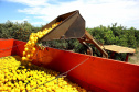 Fruticultura ganha força com apoio do Governo do Estado. Plantação de laranjas.. Foto:Jaelson Lucas / AEN