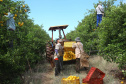 Fruticultura ganha força com apoio do Governo do Estado. Plantação de laranjas.. Foto:Jaelson Lucas / AEN