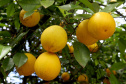 Fruticultura ganha força com apoio do Governo do Estado. Plantação de laranjas.. Foto:Jaelson Lucas / AEN