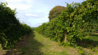Fruticultura ganha força com apoio do Governo do Estado. Plantação de laranjas.Foto:SEAB