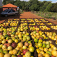 Fruticultura ganha força com apoio do Governo do Estado. Plantação de laranjas.Foto:SEAB