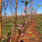 Fruticultura ganha força com apoio do Governo do Estado. Plantação de laranjas.Foto:SEAB