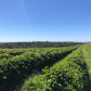 Fruticultura ganha força com apoio do Governo do Estado. Plantação de laranjas.Foto:SEAB