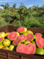 Fruticultura ganha força com apoio do Governo do Estado. Plantação de laranjas.Foto:SEAB