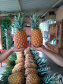 Fruticultura ganha força com apoio do Governo do Estado. Plantação de laranjas.Foto:SEAB