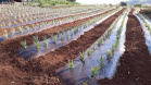 Fruticultura ganha força com apoio do Governo do Estado. Plantação de laranjas.Foto:SEAB