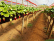 Fruticultura ganha força com apoio do Governo do Estado. Plantação de laranjas.Foto:SEAB