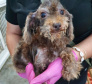 PCPR resgata cerca de 400 animais no primeiro semestre de 2020
. Foto:PCPR