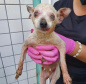 PCPR resgata cerca de 400 animais no primeiro semestre de 2020
. Foto:PCPR