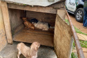 PCPR resgata cerca de 400 animais no primeiro semestre de 2020
. Foto:PCPR
