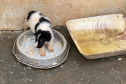 PCPR resgata cerca de 400 animais no primeiro semestre de 2020
. Foto:PCPR