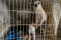 PCPR resgata cerca de 400 animais no primeiro semestre de 2020
. Foto:PCPR