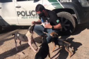 PCPR resgata cerca de 400 animais no primeiro semestre de 2020
. Foto:PCPR