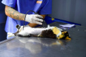 15 mil animais serão castrados até o fim do ano. Foto: Denis Ferreira Netto/SEDEST