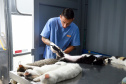 15 mil animais serão castrados até o fim do ano. Foto: Denis Ferreira Netto/SEDEST