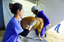 15 mil animais serão castrados até o fim do ano. Foto: Denis Ferreira Netto/SEDEST